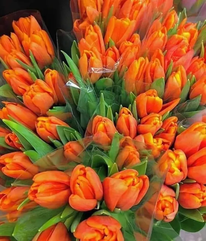 Abundant Orange Tulip Bouquets