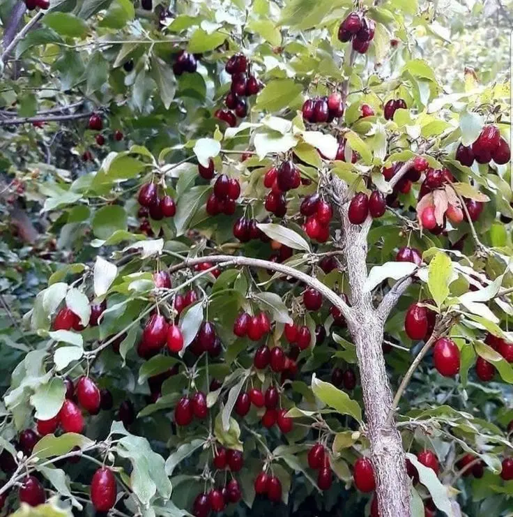 Abundant Red Berries On Tree