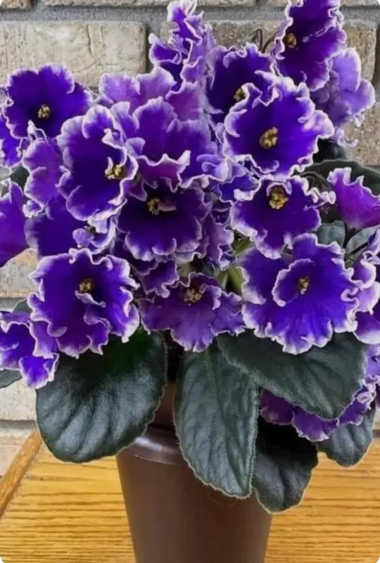 African Violet Flower Pot
