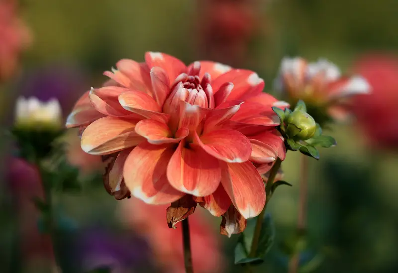 AI Dahlia Flower Close-up