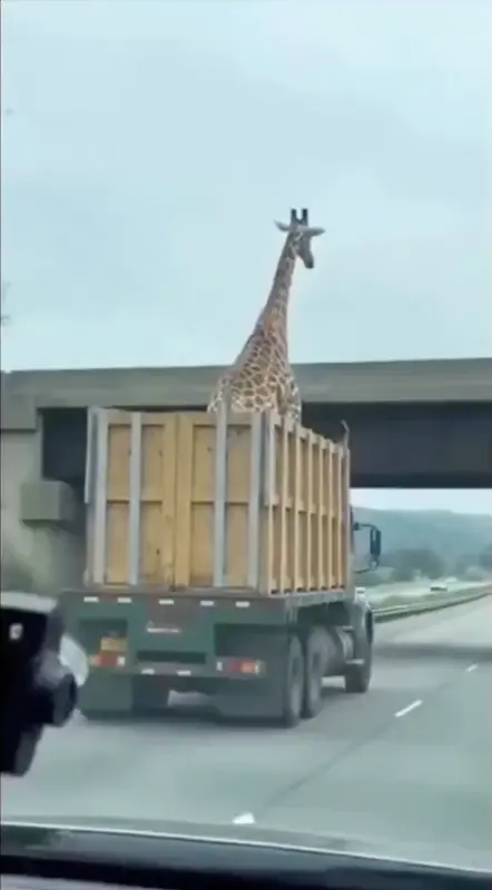 Giraffe Transported on Truck