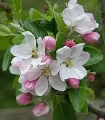 Apple Blossoms In Full Bloom