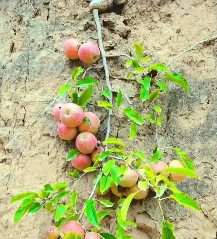 Apples On Textured Background