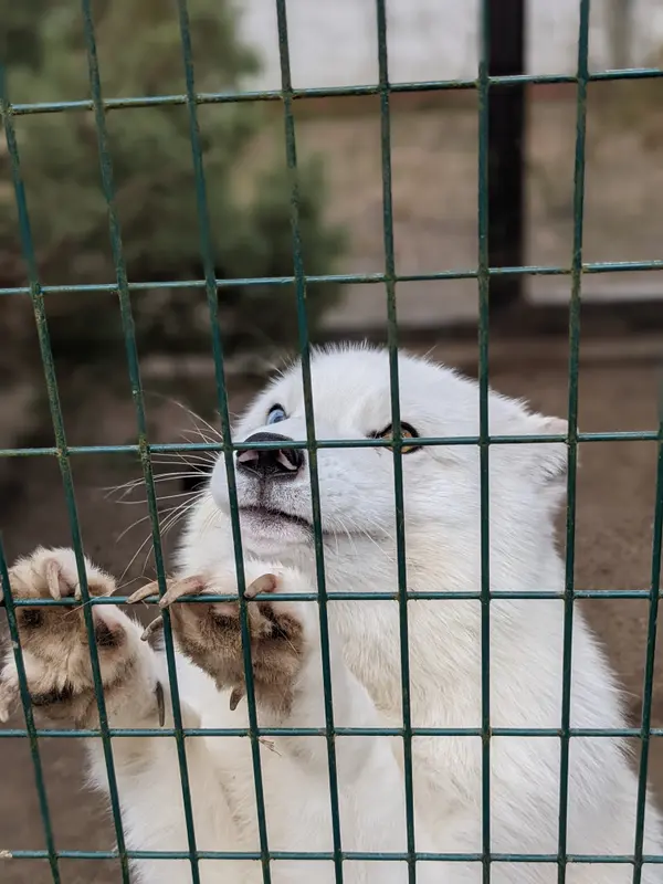 Arctic Fox Behind Wire Fence