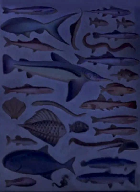 Assorted Marine Life Illustration
