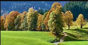 Autumn Trees With Green Field