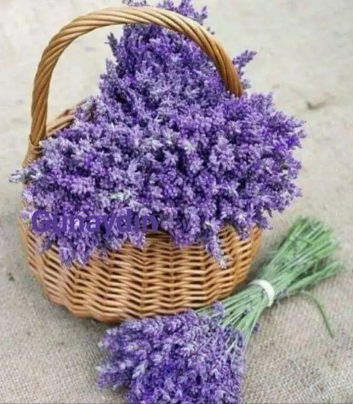 Basket Of Fresh Lavender
