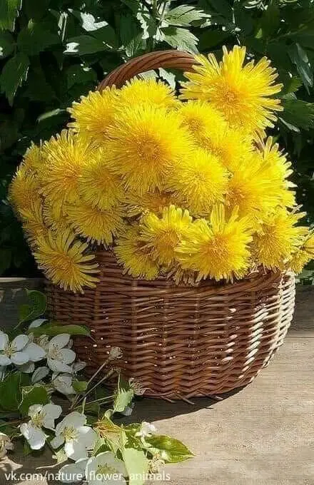 Basket Of Yellow Dandelions