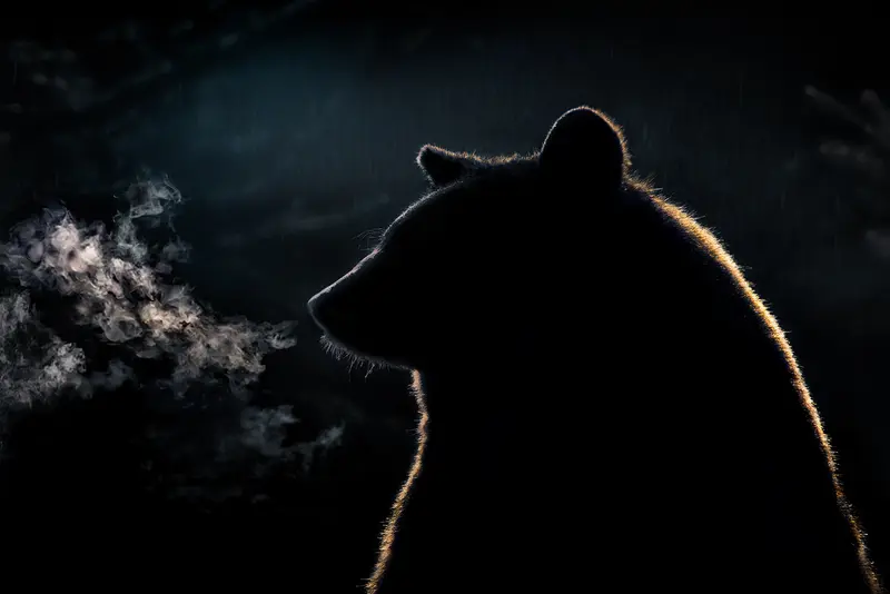 Bear Silhouette With Mist