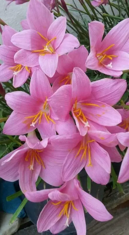 Beautiful Pink Flower Close-up