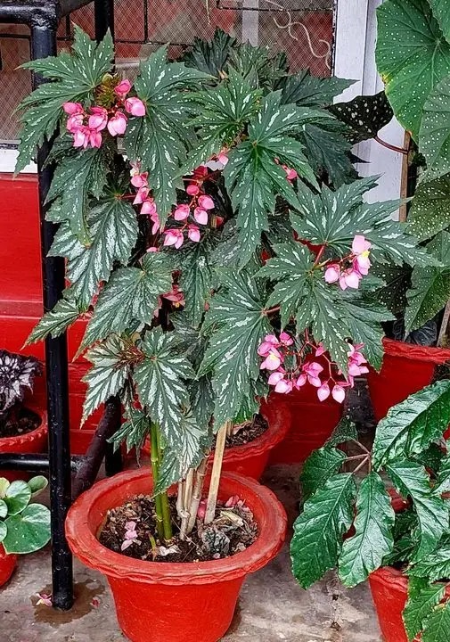 Begonia Plant With Pink Flowers