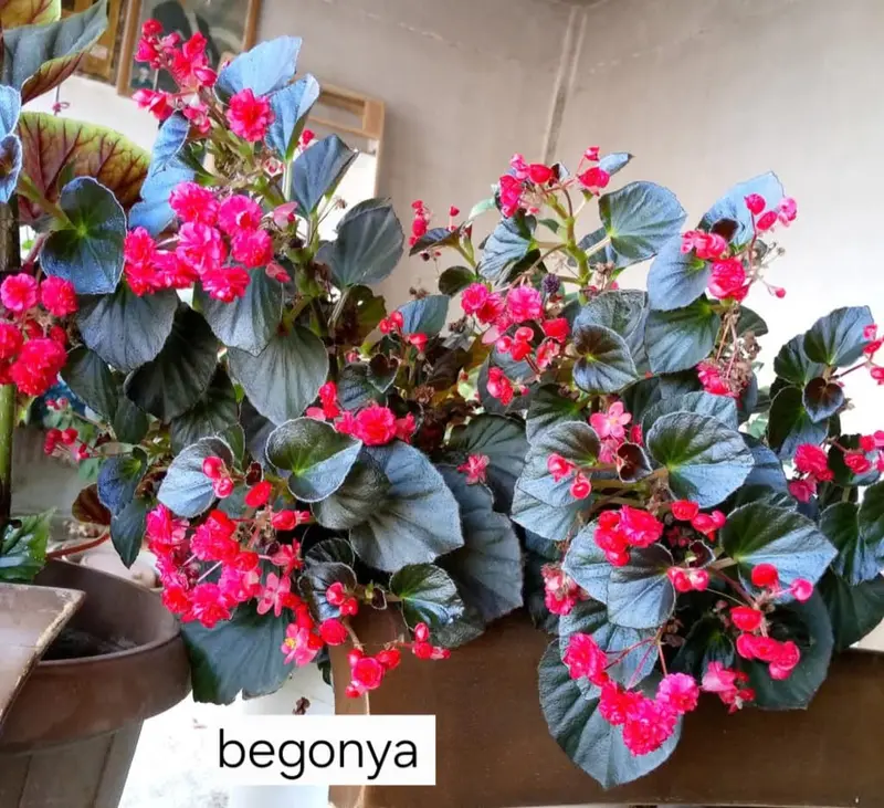 Begonias In Indoor Pot