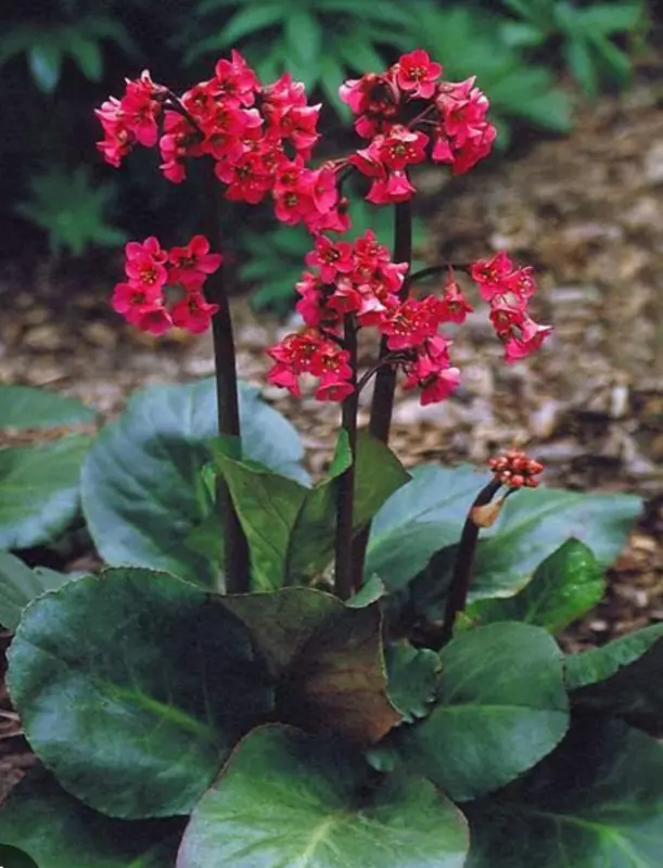 Bergenia Plant With Pink Flowers