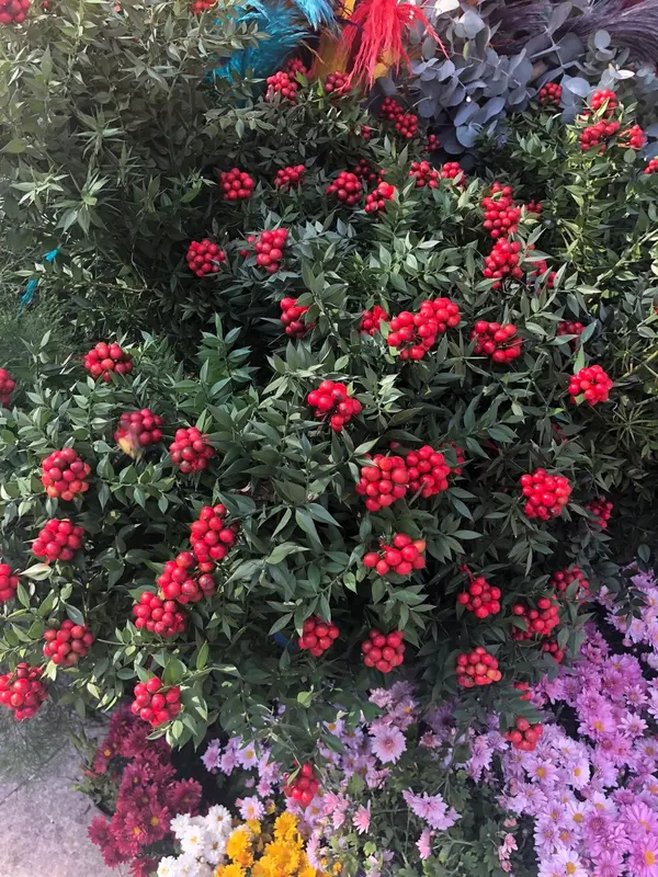 Berries, Flowers, And Greenery