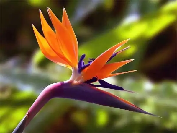 Bird Of Paradise Close-up