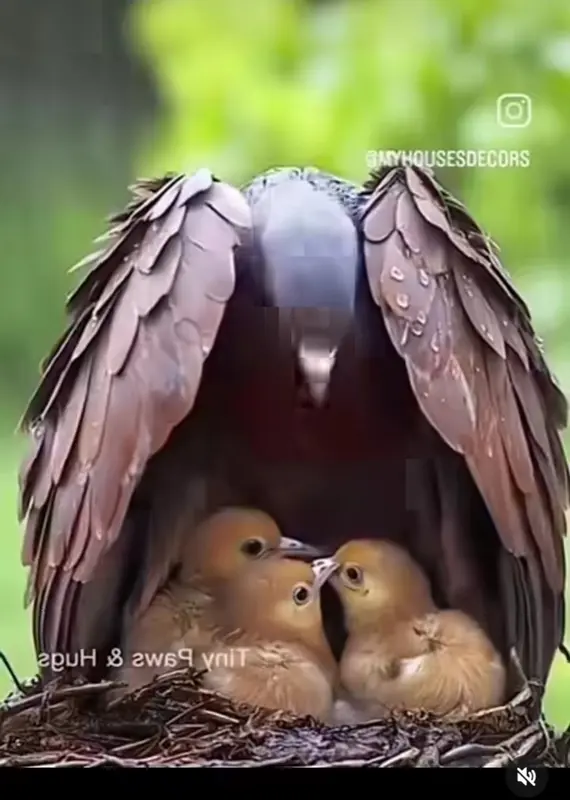 Bird Sheltering Chicks Nest