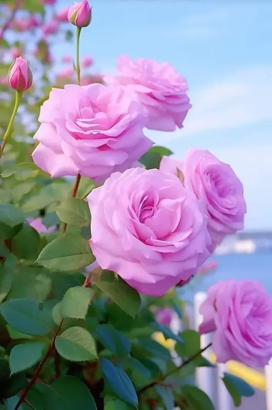 Blooming Pink Roses Outdoors