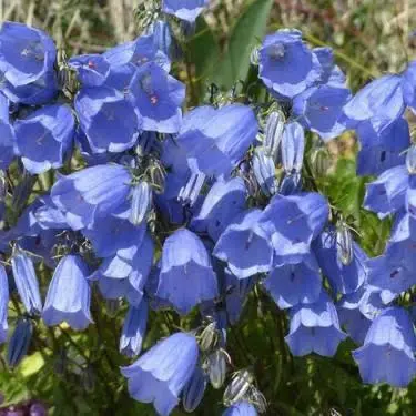 Blue Bell Flowers In Bloom