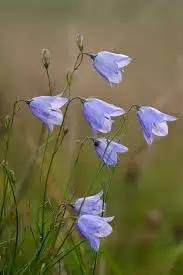 Blue Bellflowers In Meadow