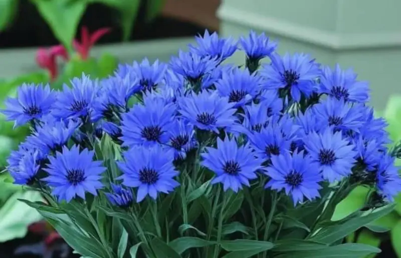 Blue Cornflowers In Full Bloom