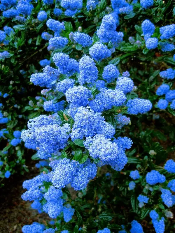Blue Flowers And Greenery