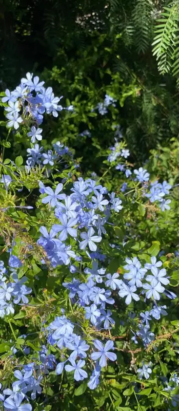 Blue Flowers, Green Leaves