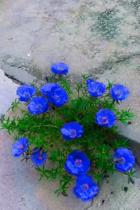 Blue Flowers On Concrete