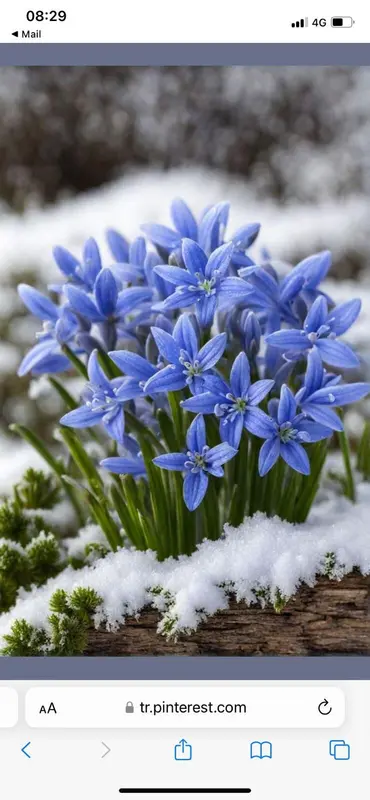 Blue Flowers Through Snow