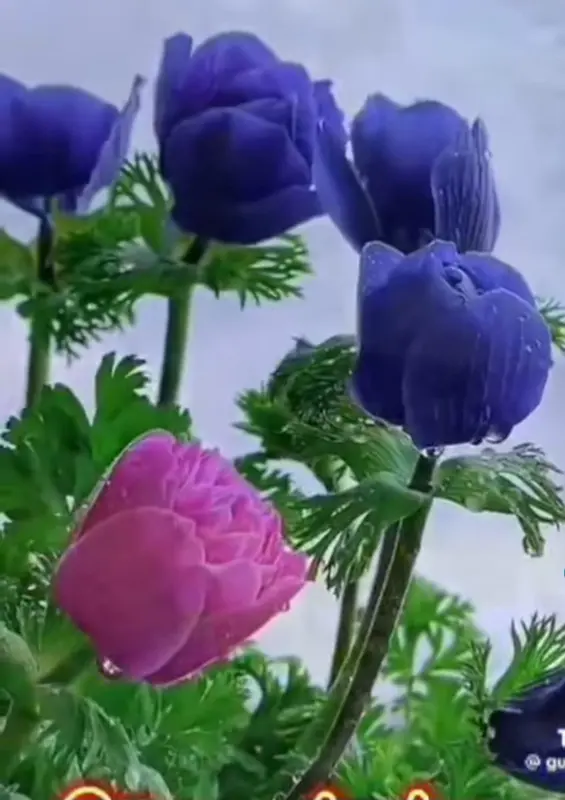 Blue, Pink Flowers In Bloom