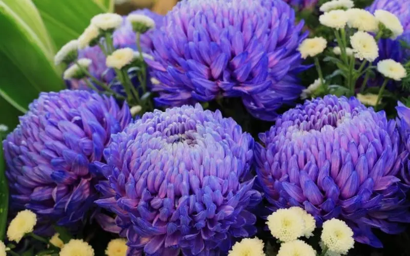 Blue Purple Chrysanthemum Flower Close