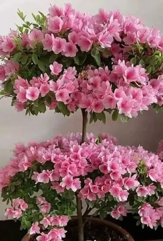 Bonsai Tree With Pink Blossoms