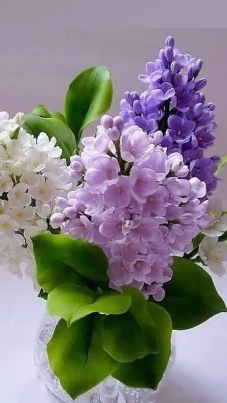 Bouquet Of Lilac Flowers