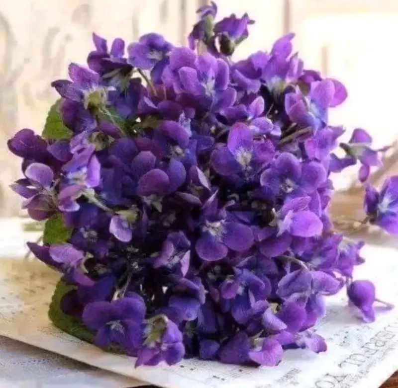 Bouquet Of Purple Violets