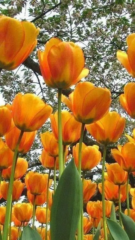 Bright Orange Tulip Field
