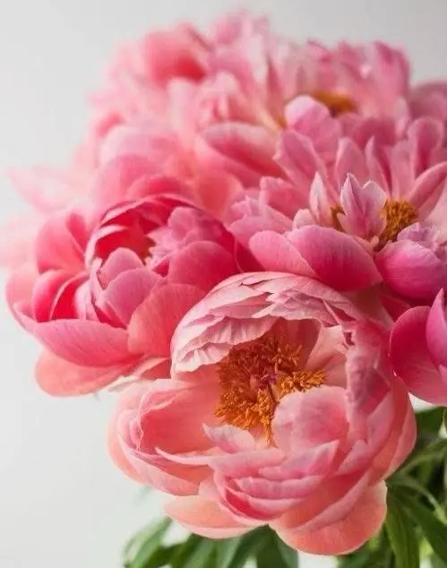 Bright Pink Peony Blooms