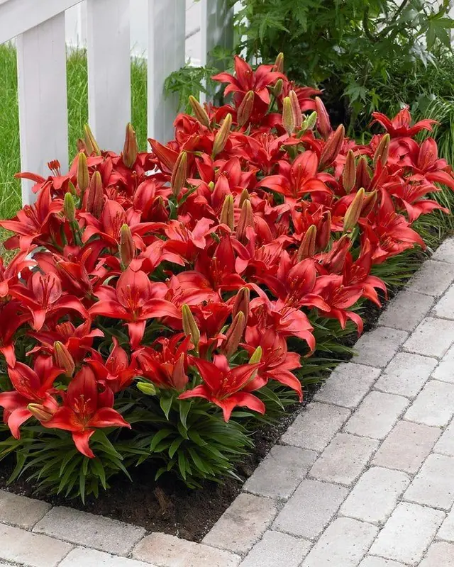 Bright Red Lilies By Pavers