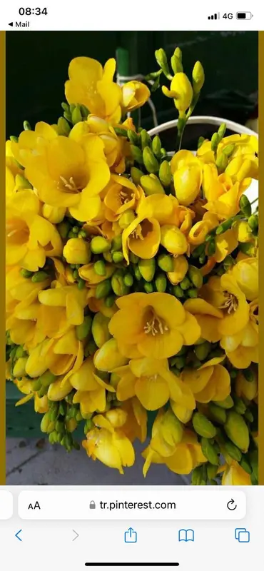 Bright Yellow Freesia Flowers Cluster