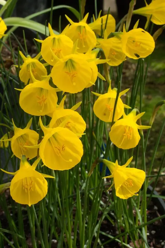 Bright Yellow Narcissus Flowers Close-up