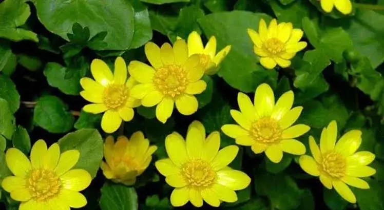 Bright Yellow Spring Flowers Close-up