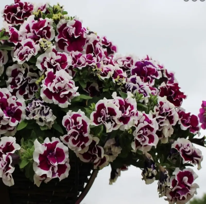 Burgundy And White Flower Basket