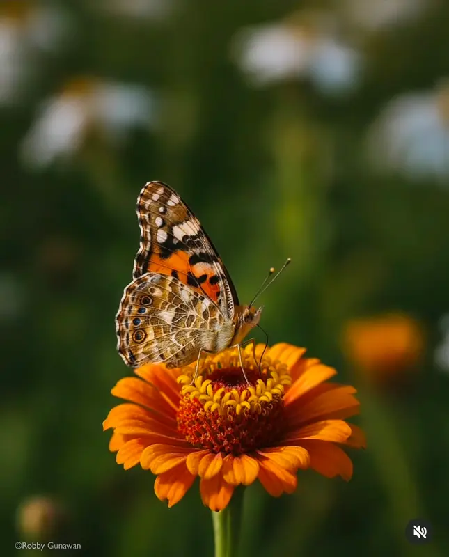 Butterfly On Flower Close-up