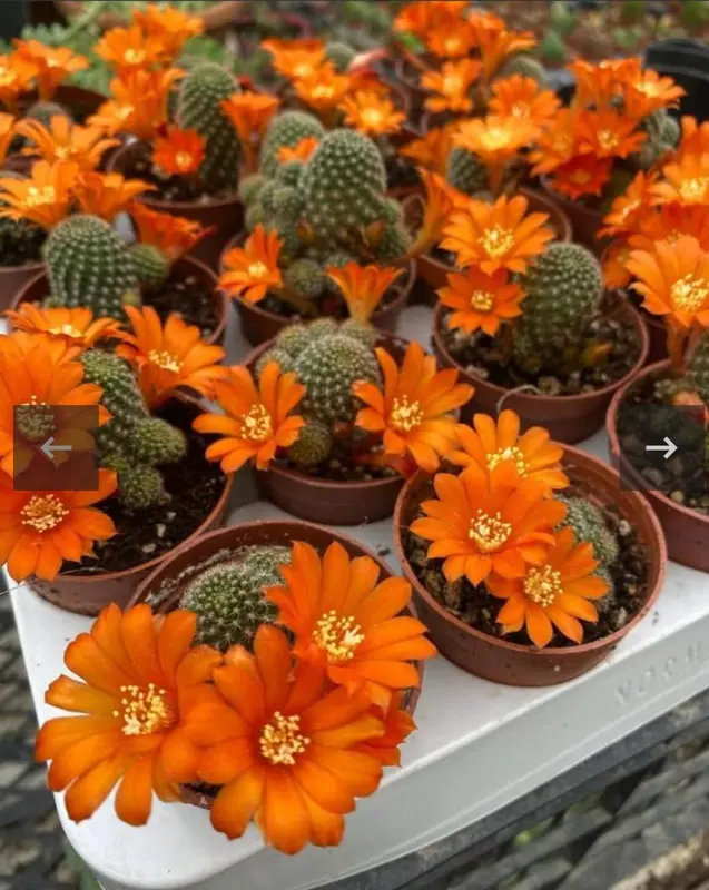 Cacti With Orange Blossoms