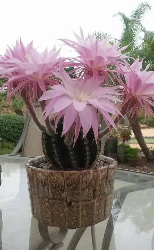 Cactus Flowers In Full Bloom