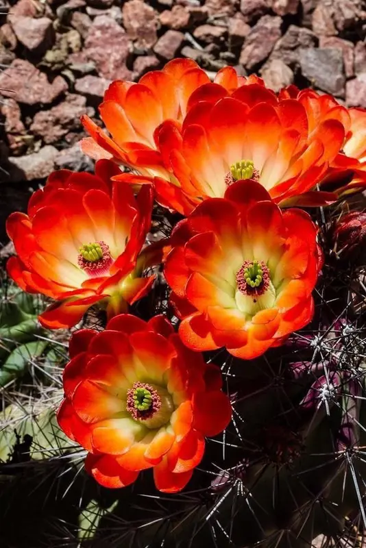 Cactus Flowers In Vibrant Bloom
