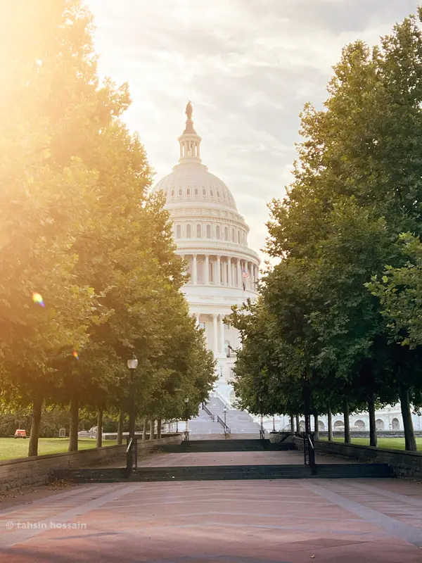 Capitol Framed By Trees