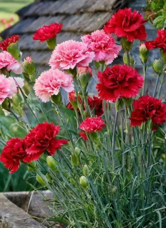Carnations In Full Bloom