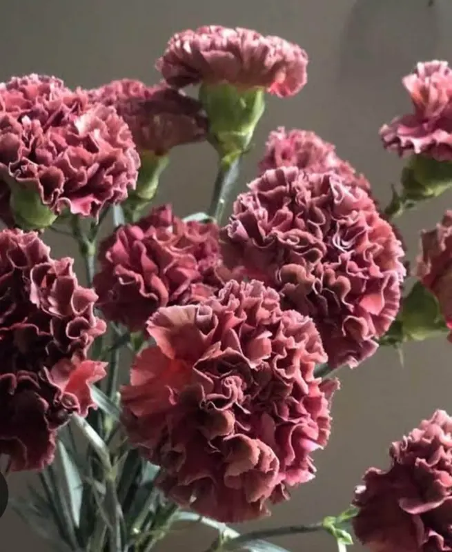 Carnations In Full Bloom