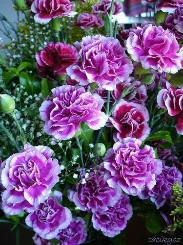 Carnations: Purple And White