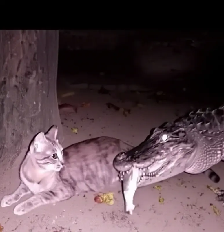 Cat And Crocodile Encounter