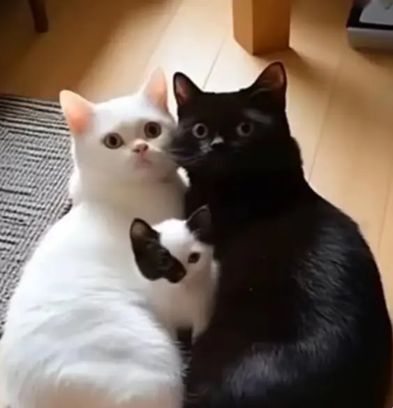 Cat Family Close Group Portrait